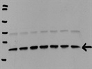 Best Rho Antibody from Santa Cruz Biotechnology