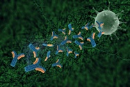 Recombinant Antibodies: Alternative or Standard Reagent?