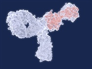 Recombinant Antibodies: Alternative or Standard Reagent?