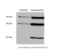Anti-KDEL Antibody