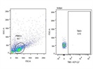 hTIM-3 Antibody Review