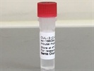 Time Course Effect of Chemoattractant on Cul-3 Expression