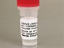 Time Course Effect of Chemoattractant on CSN3 Expression