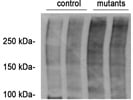 SUMO1 Antibody for Western Blot from Novus