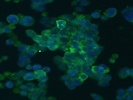MAP2 Antibody for Immunocytochemistry
