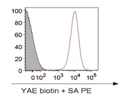YA-E Antibody