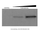 CHOP Antibody