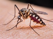  Sequencing Emerging Diseases