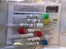 PCR Amplification of DNA Templates for Cloning