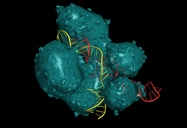 CRISPR Is Still on Point When It Comes to Genome Editing