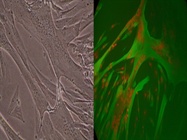 Primary Muscle Cells for Differentiation In Vitro