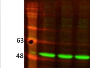 Excellent GAPDH Antibody