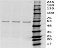 Best G6PD Antibody