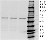 Best G6PD Antibody