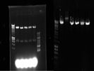 Quantum Prep® Plasmid Miniprep Kit