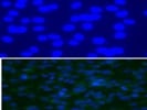PureBlu DAPI Nuclear Stain