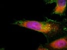 Rabbit Antibody SPC-108B Against Calnexin-CT