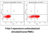 Good Anti-Human p-Stat5 Antibody