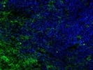 A Great Alternative to Mouse Antibodies to Make Your Immunofluorescence Life Easier