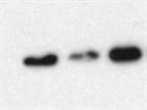 Anti-HA Antibody with Clear Signal
