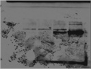 Great Anti-GUS Reagent