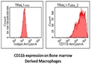 Very Good Anti-Mouse CD11b Antibody