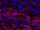 This Antibody Works Perfectly