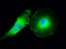 Anti-Mouse/Human Mac-2 (Galectin-3) Antibody CL8942AP
