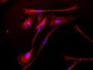 Rabbit Anti-COX4 Antibody Bs-10257R From Bioss USA