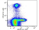 The Antibody Stains CD3+ Cells Very Well