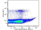 The Antibody Stains NK1.1+ Cells Very Well