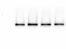 Very Good S6RP Antibody