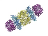 Tools to Examine Ubiquitination of Proteins