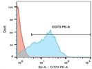 CD73 for MSCs