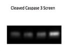 Cleaved Caspase 3 Antibody Cell Signaling Review