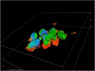 Anti-Histone H3 Antibody