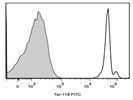 Staining Mouse RBC With Anti-TER-119 FITC