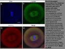 Effectiveness Of Rabbit Anti-Alpha-Tubulin (Sc-69970, Santa Cruz Biotechnology) To Detect The Protein In Mouse Oocytes And Eggs