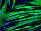 Anti-Myosin Heavy Chain [for ICC]