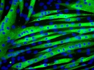 Anti-Myosin Heavy Chain [for ICC]