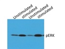 Good Antibody For Western Bloting