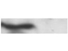Superb anti-Mouse antibody-HRP