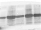 Very Good Fluorescent Anti-Rabbit IgG
