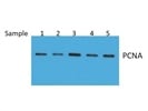 A Decent Antibody