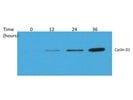 Good Antibody For Western Blotting