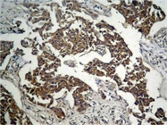 Phospho-specific Antibodies