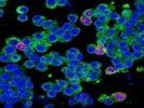 HA Tag Antibody Is Excellent For ICC