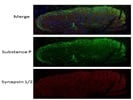 This Anti Synapsin 1/2 Is Good Antibody