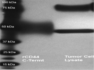 Antibody against CD44 N-terminus