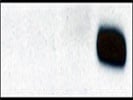 Does Not Work With Mouse Kidney Samples